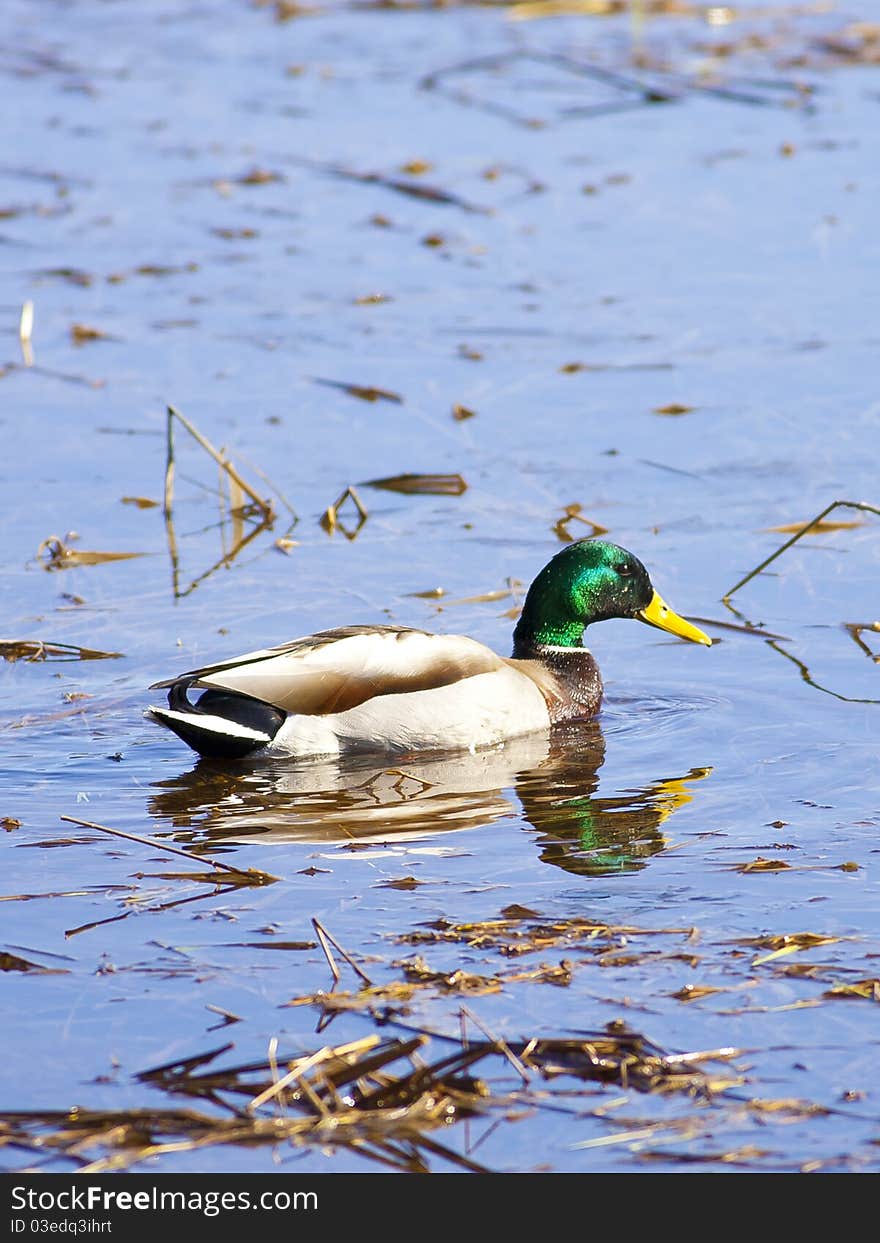 Mallard Casts Reflection.