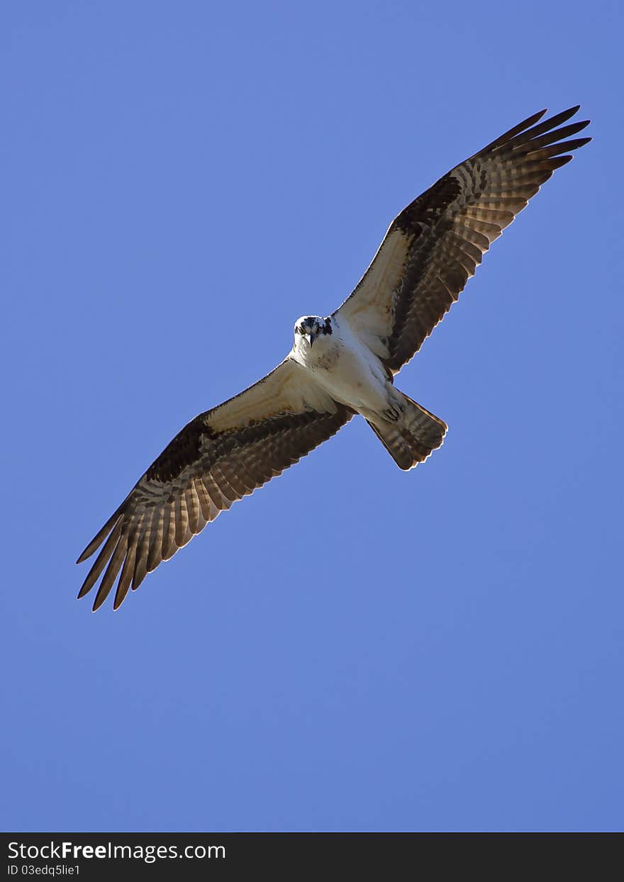 An osprey soars through the blue sky in search of food. An osprey soars through the blue sky in search of food.