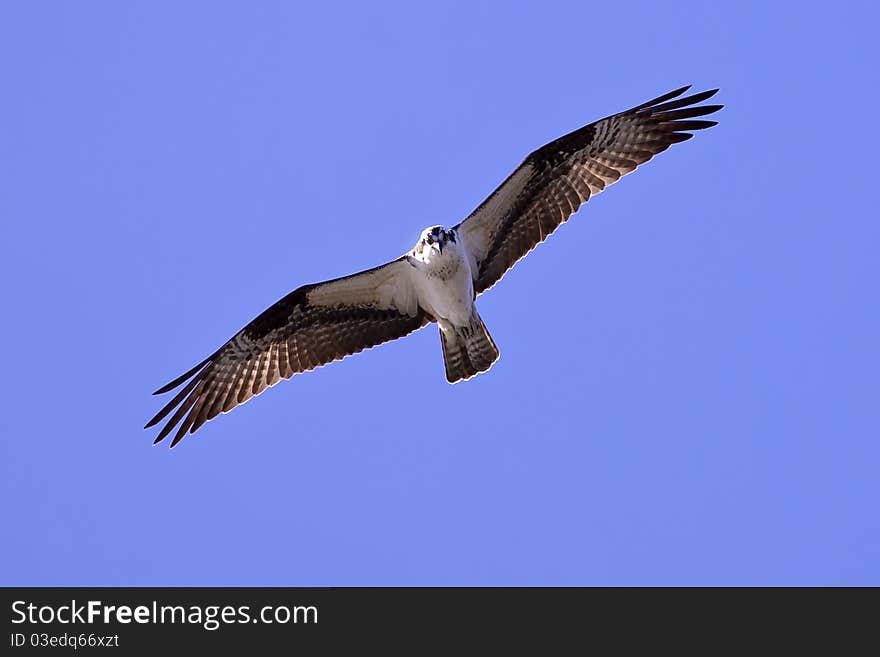 An osprey soars through the blue sky in search of food. An osprey soars through the blue sky in search of food.