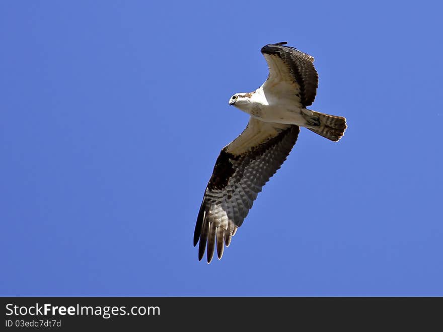 An osprey soars through the blue sky in search of food. An osprey soars through the blue sky in search of food.