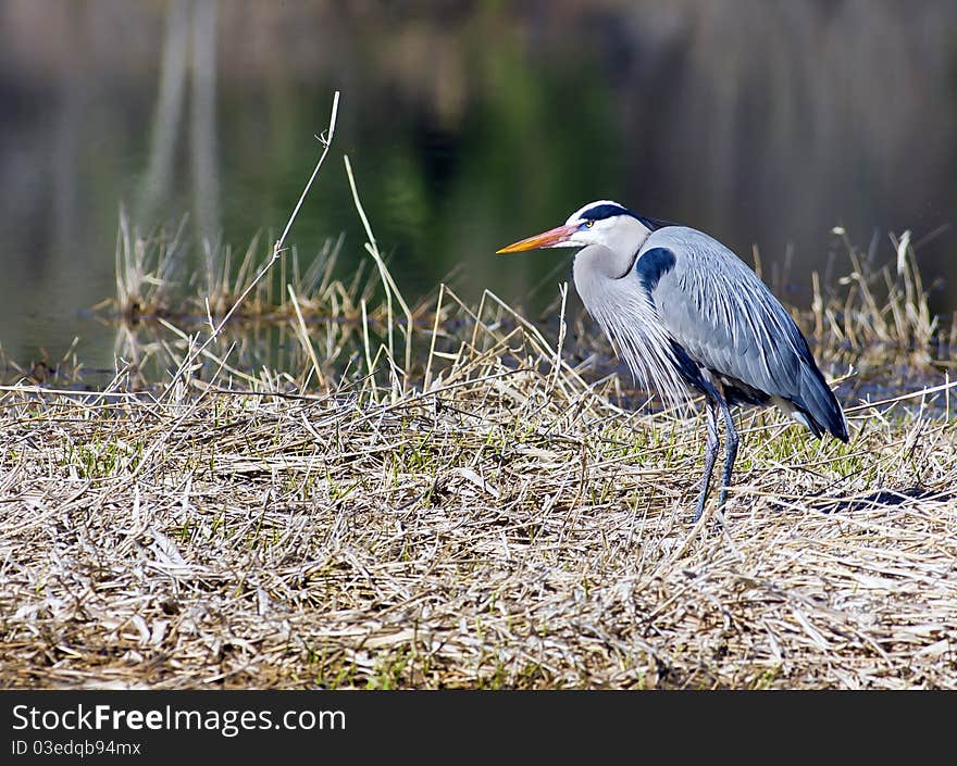 Great blue heron stands on a grassy piece of land by the water. Great blue heron stands on a grassy piece of land by the water.