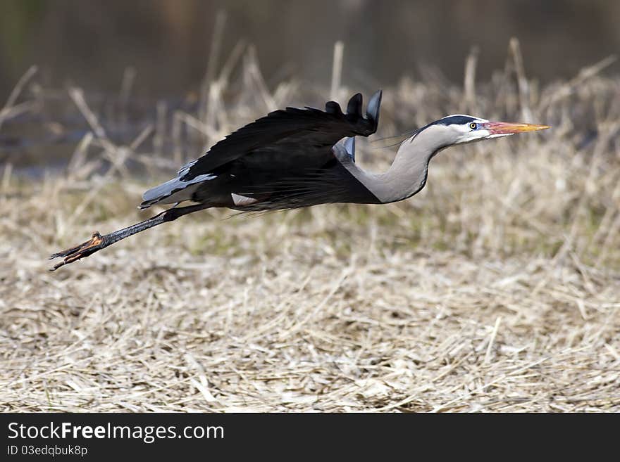 Gliding through the air with ease, this blue heron flies low to the ground. Gliding through the air with ease, this blue heron flies low to the ground.