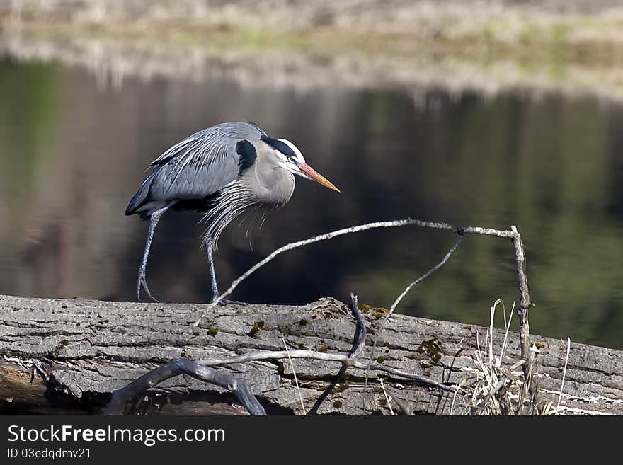 Heron walks on log.