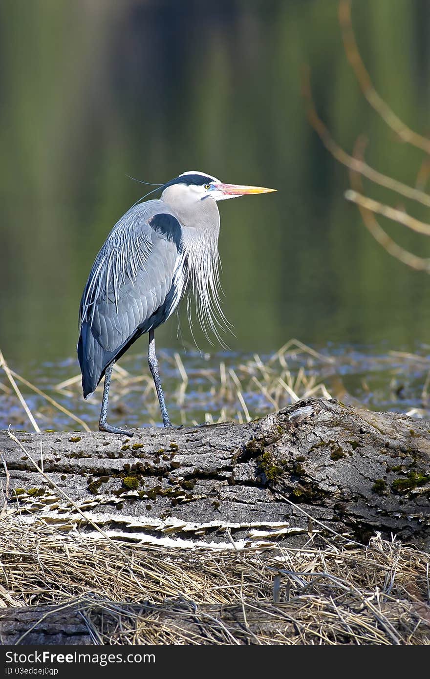 Great blue heron stands like a statue on a log by the still water. Great blue heron stands like a statue on a log by the still water.