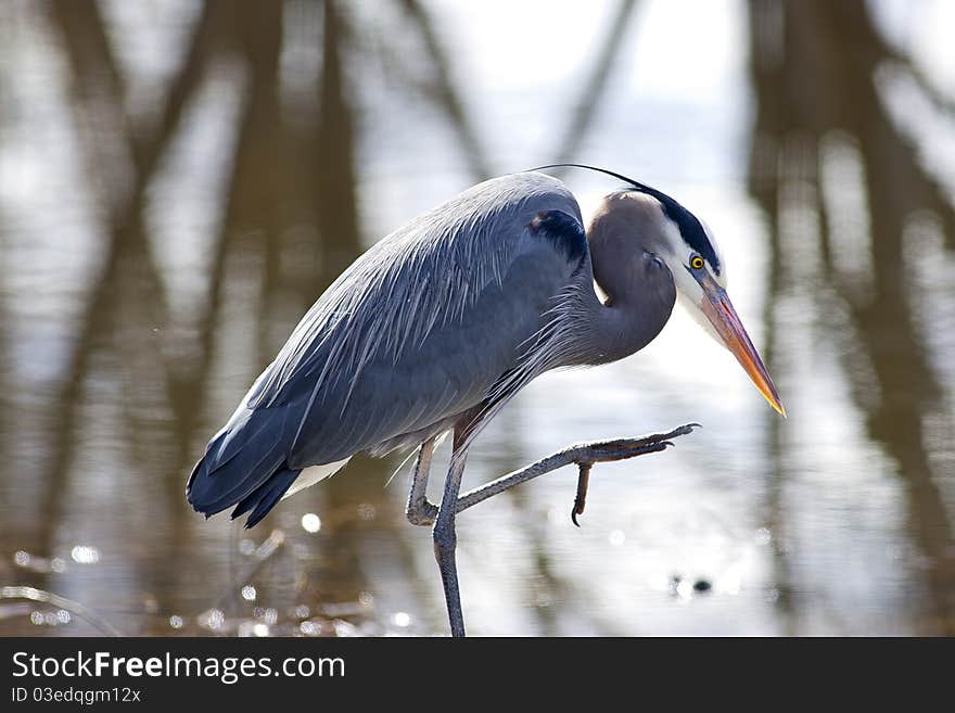 A great blue heron by the water with its leg partly lifted up. A great blue heron by the water with its leg partly lifted up.