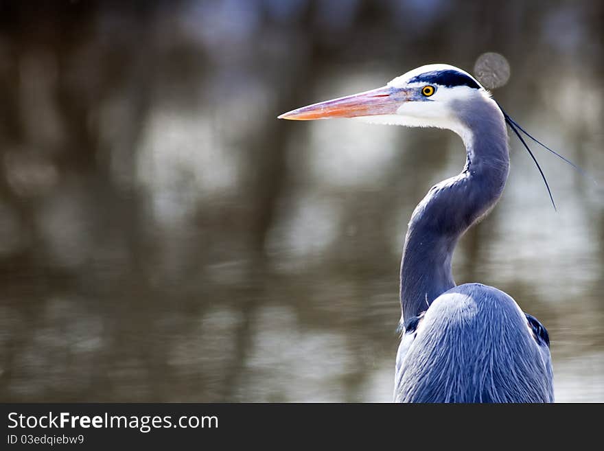 A portraiture image of a great blue heron by the lake. A portraiture image of a great blue heron by the lake.