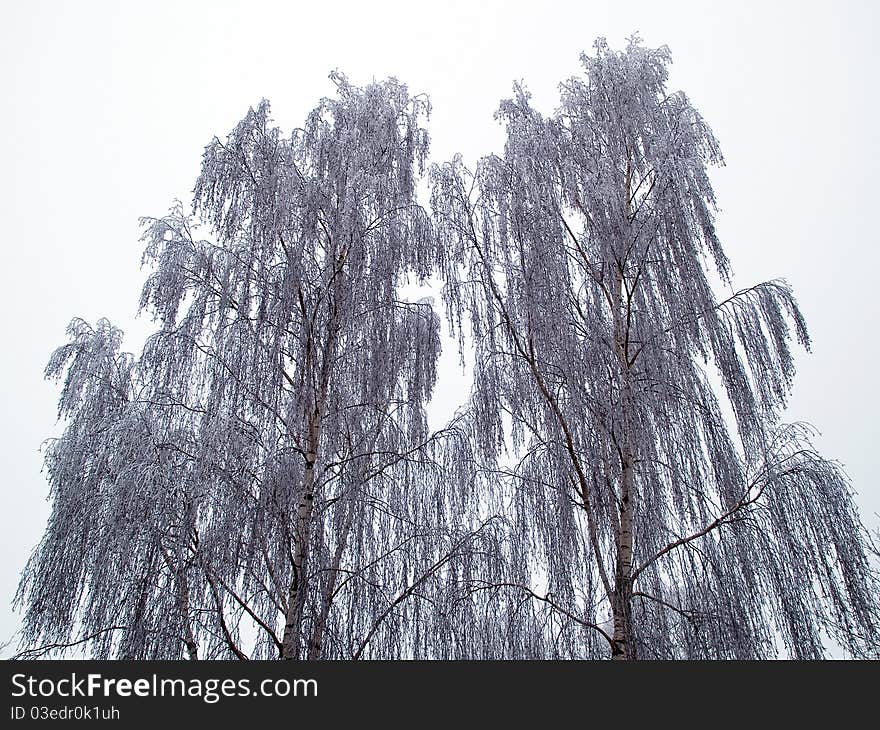 Trees In The Winter Nature Background Image