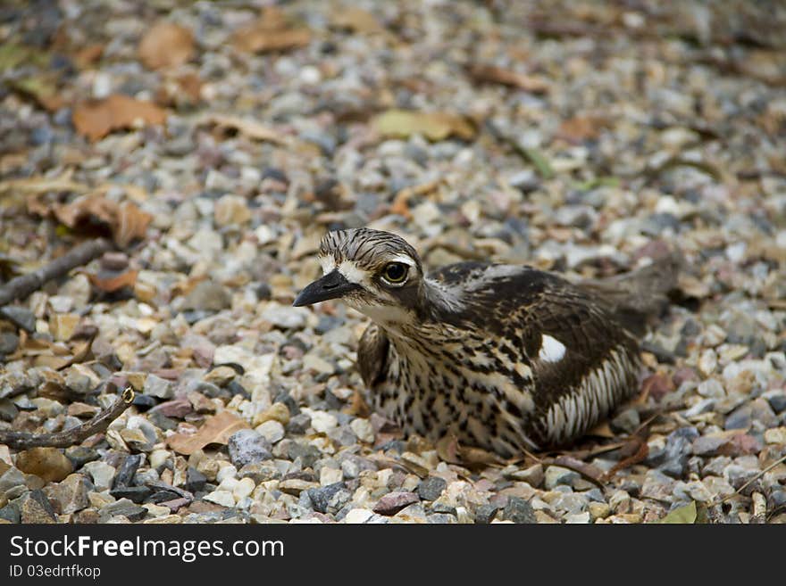 Bush Thick-Knee