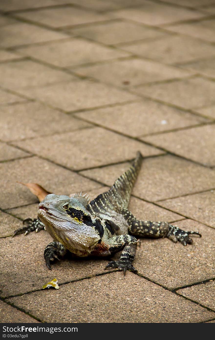 Monitor lizard