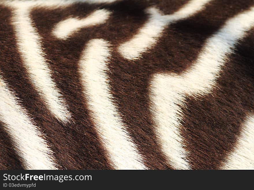 Detail of zebra