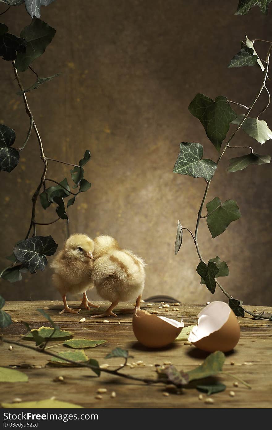 Two chickens walk around the table there with egg shells. Two chickens walk around the table there with egg shells