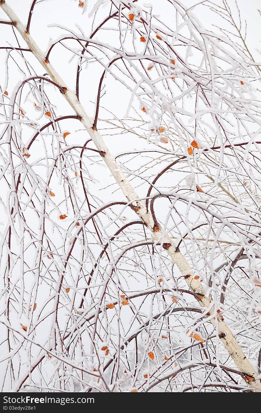 Frozen birch branches