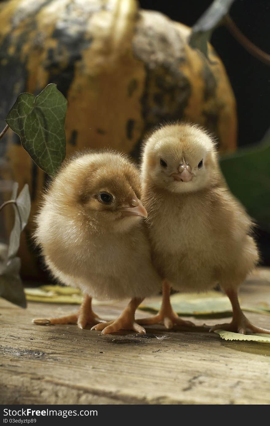 Two chickens walk around the table with pumpkin. Photograpy make in the studio. Two chickens walk around the table with pumpkin. Photograpy make in the studio