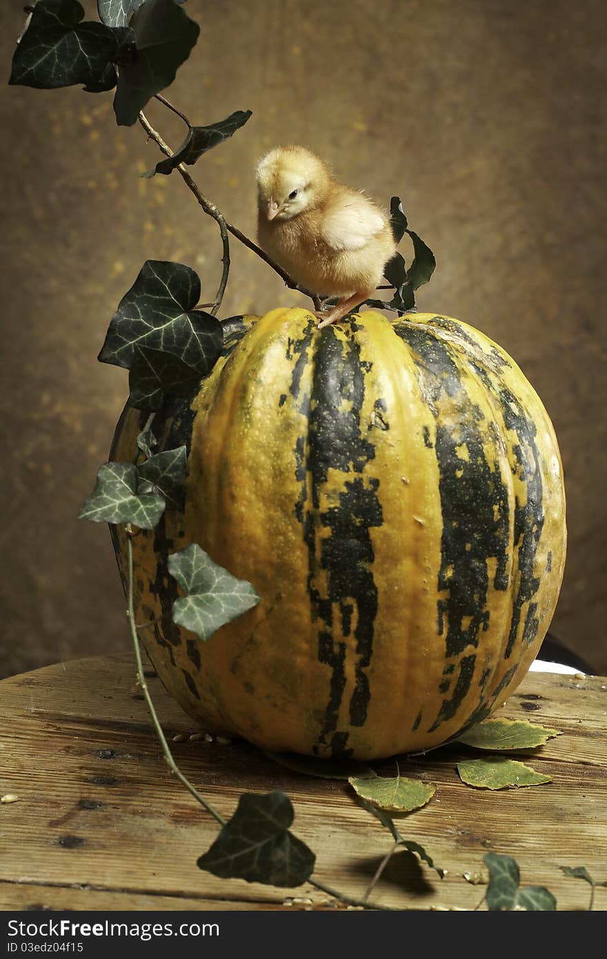 Two chicken sty on a pumpkinn. Photograpy make in the studio