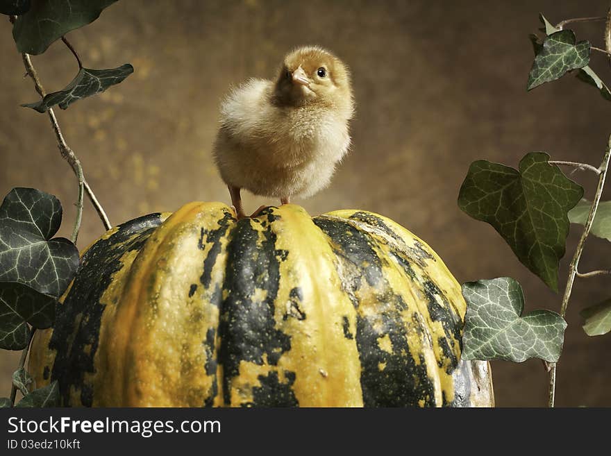 Two chicken sty on a pumpkinn. Photograpy make in the studio