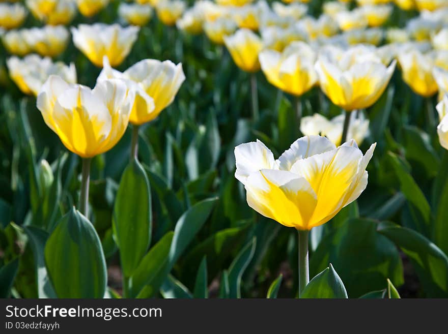 Cultivation of Darwin Hybrid Tulip Jaap Groot: yellow and white bicolor, perennial group. Cultivation of Darwin Hybrid Tulip Jaap Groot: yellow and white bicolor, perennial group