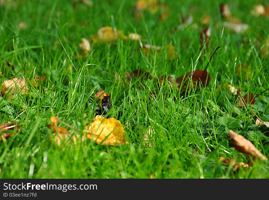 Green grass and yellow leaves background, the beginning of autumn. Green grass and yellow leaves background, the beginning of autumn