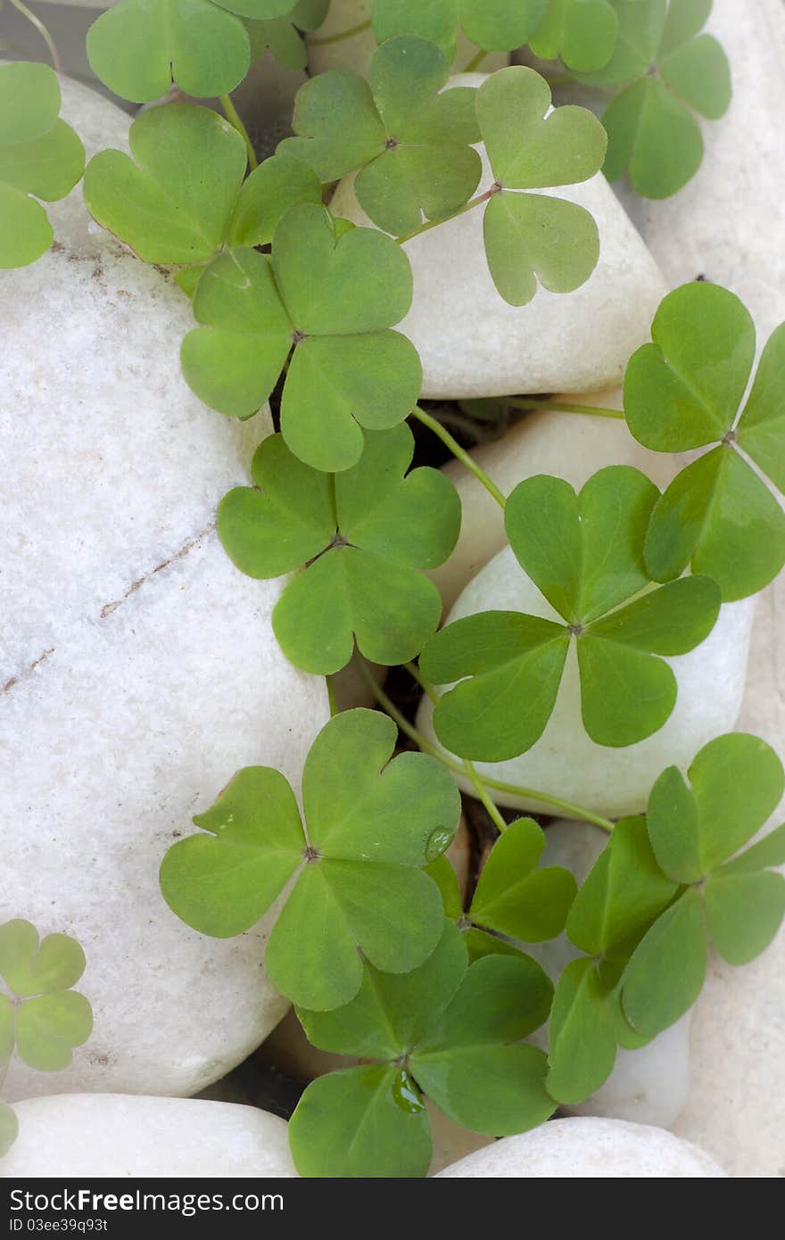 Clovers on white rocks