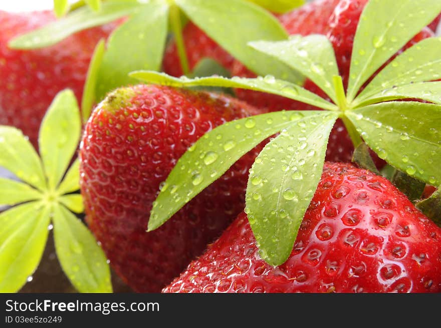 Strawberries and sweet woodruff leafs. Strawberries and sweet woodruff leafs