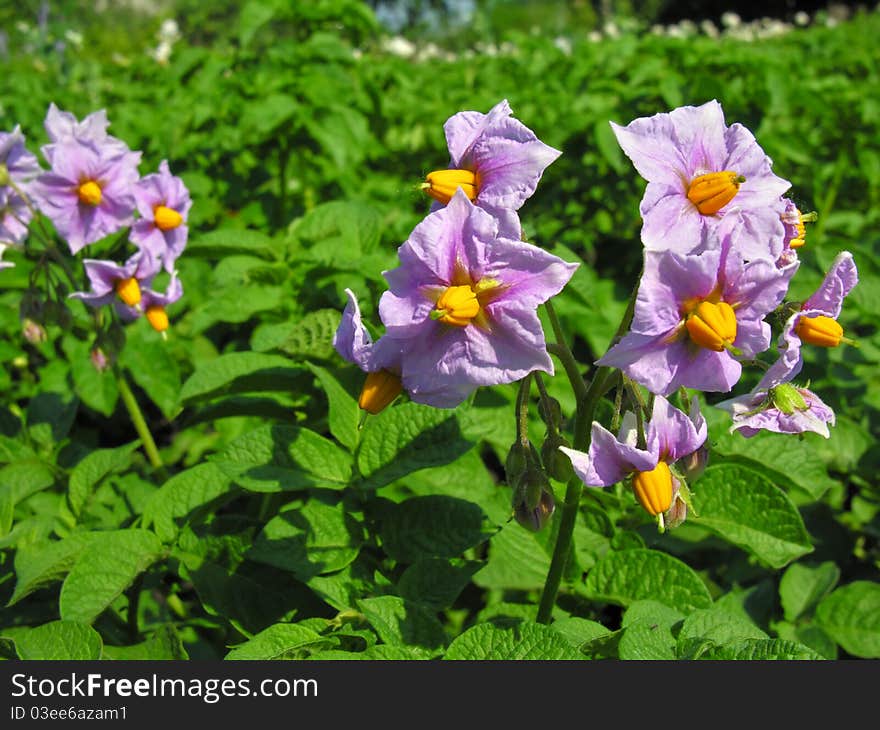 Blooming potato