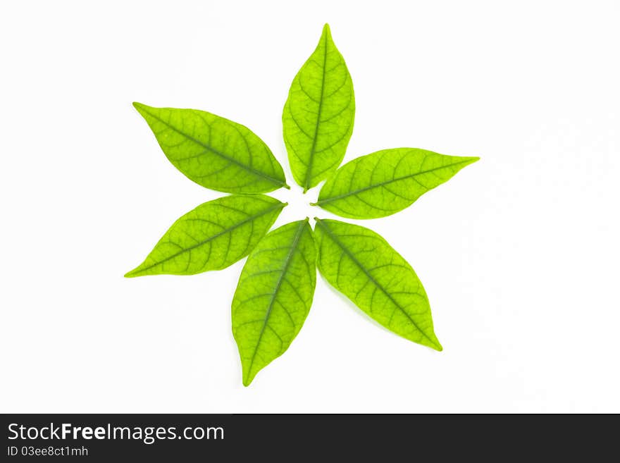 Circle leaves on white background. Circle leaves on white background