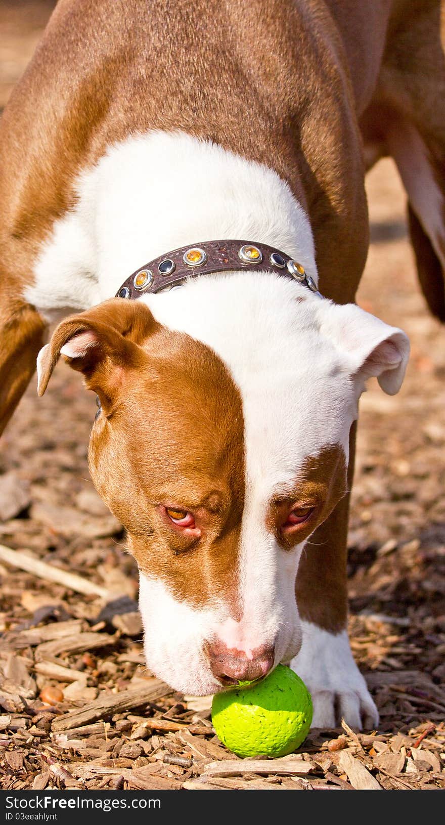 This is an image of an American Staffordshire Pit mouthing a ball.