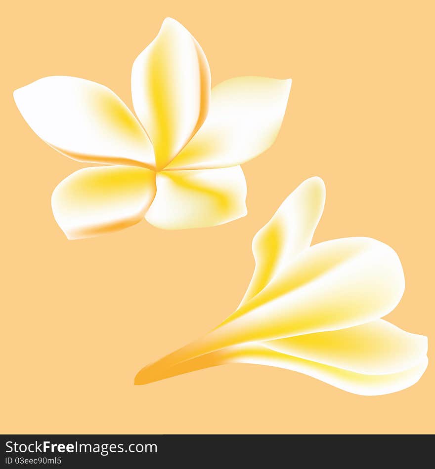 Frangipani. Flower for spa on the delicate background