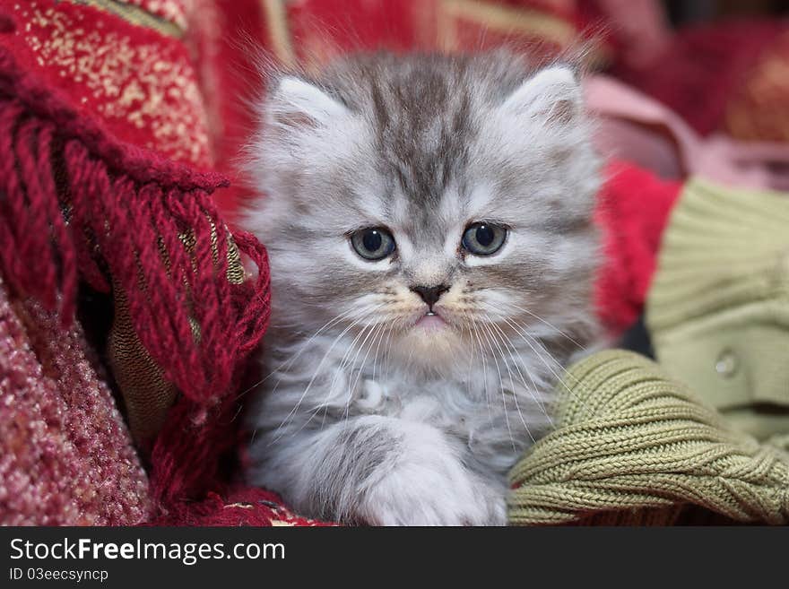 Photo of the Persian kitty