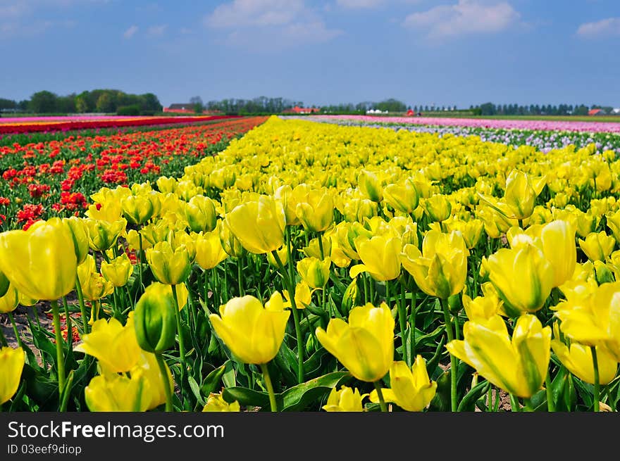 Field of Tulips in a Spring Garden