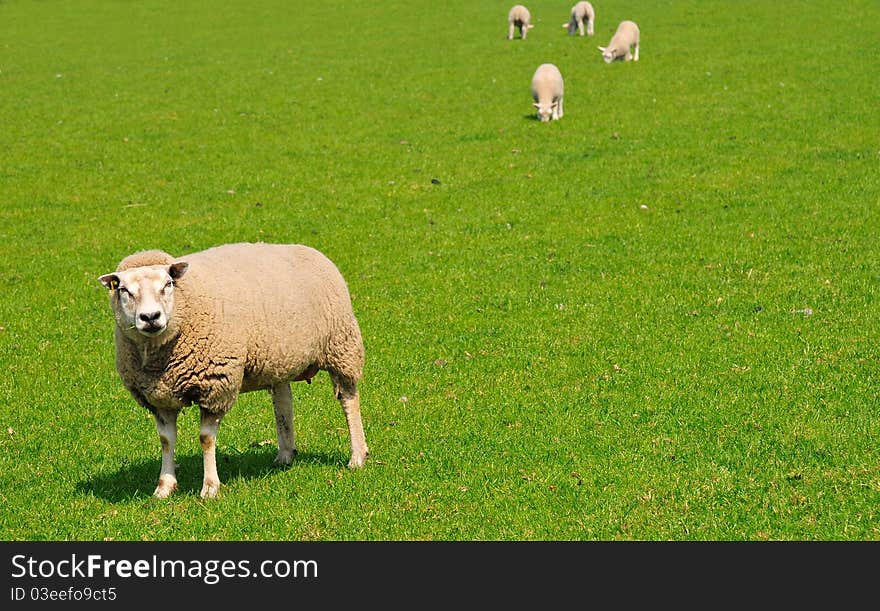 Sheep On A Green Meadow, The Netherlands