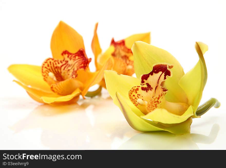 Yellow orchid