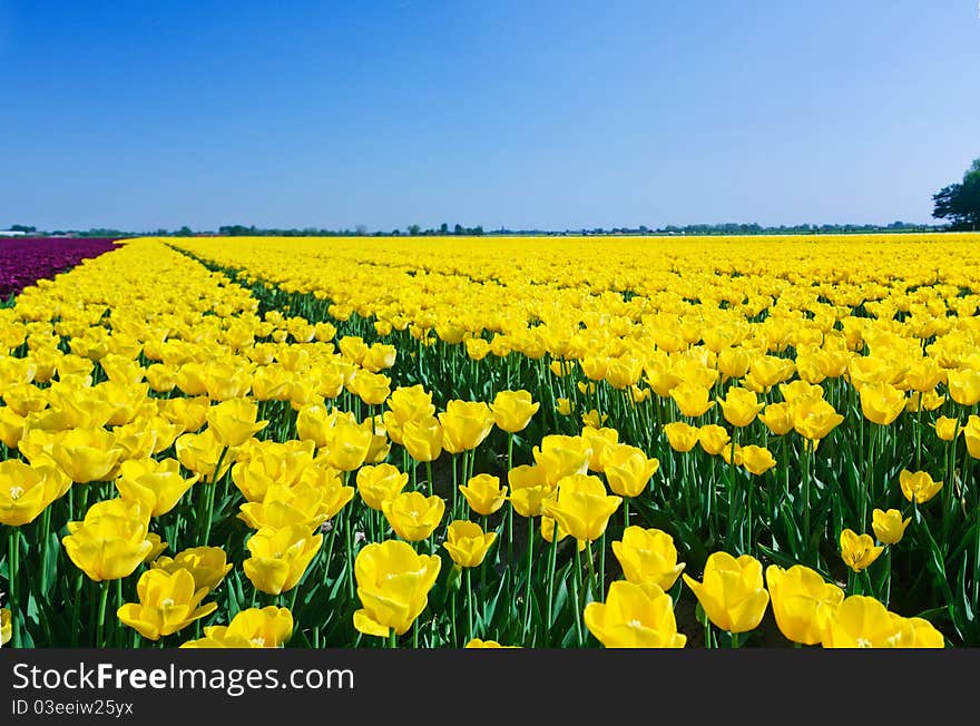 Field of Tulips in a Spring Garden