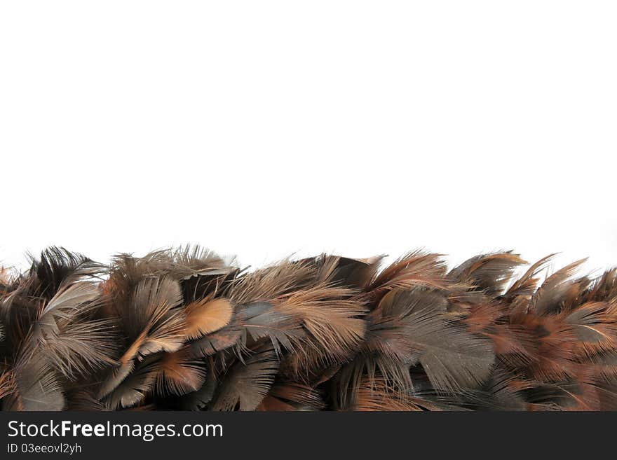 Pattern of feathers in white background