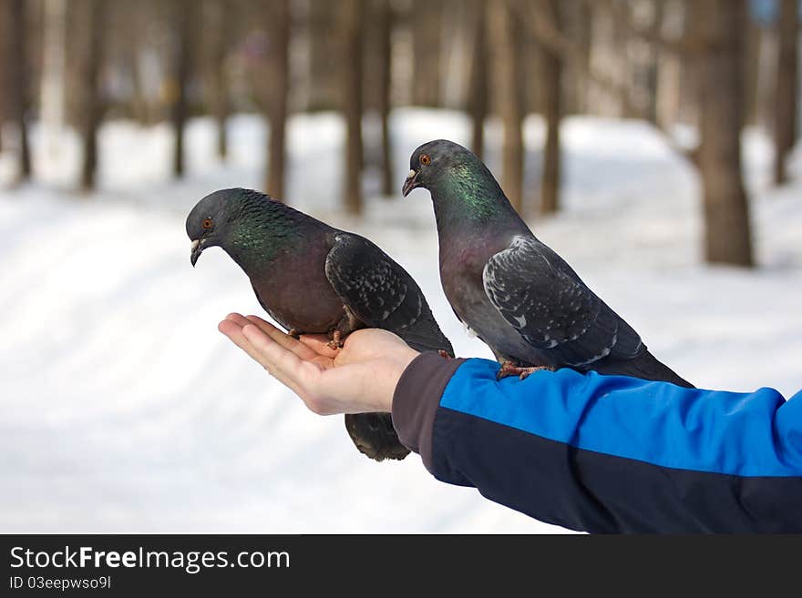 The birds on the hand in the park. The birds on the hand in the park