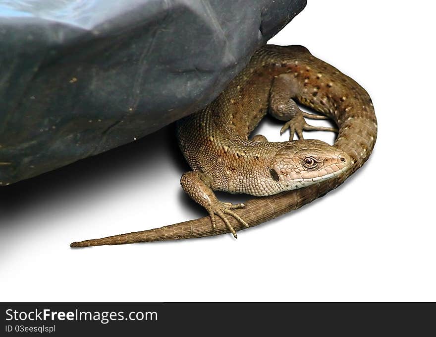 Home iguana on white background