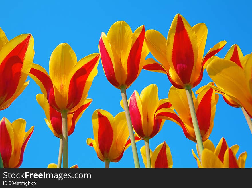 Fresh blooming tulips in the spring garden