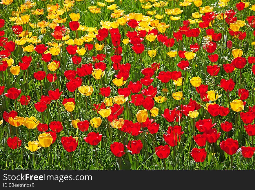 Fresh blooming tulips in the spring garden