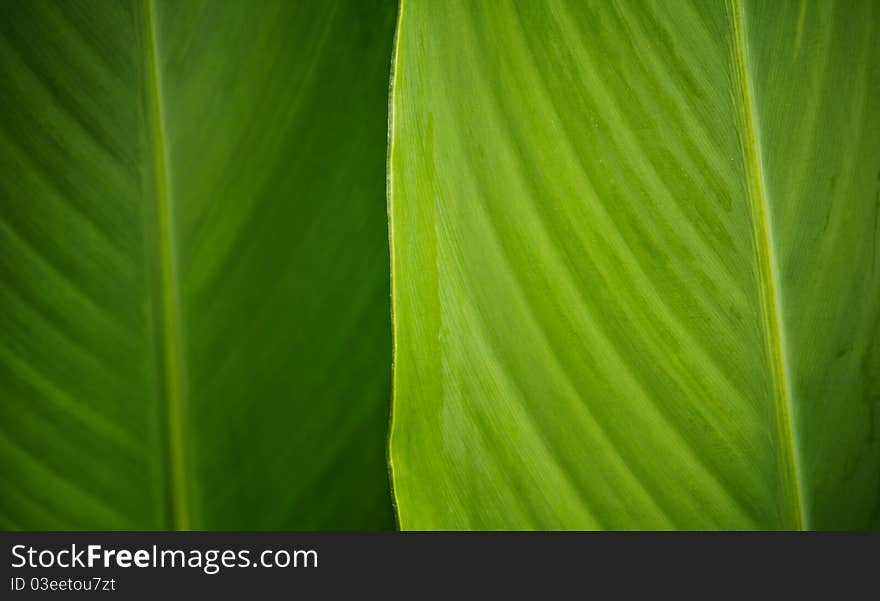 Green leaf background