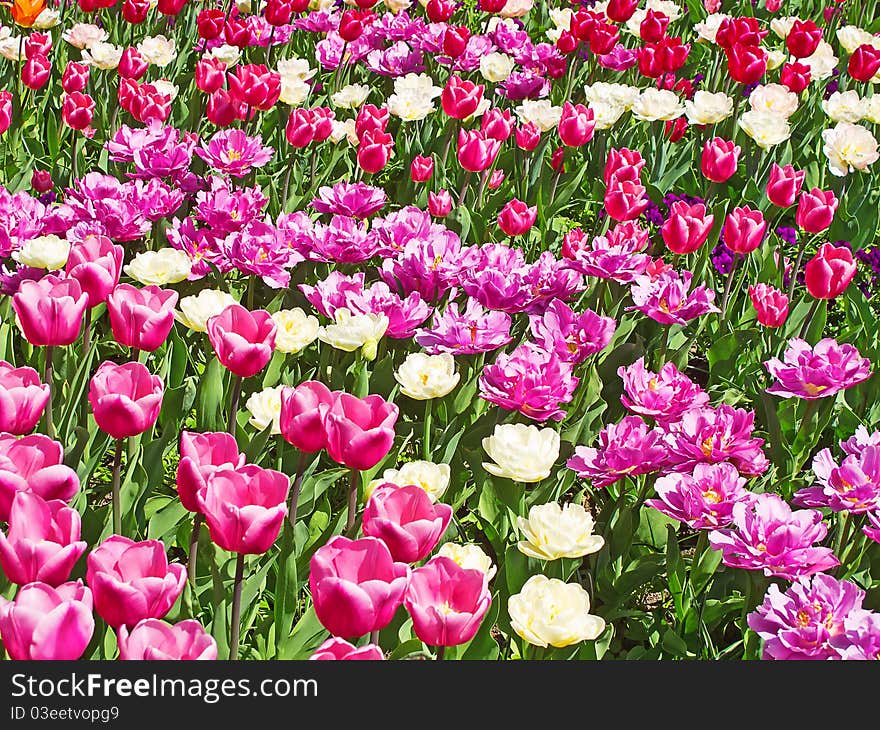 Fresh blooming tulips in the spring garden