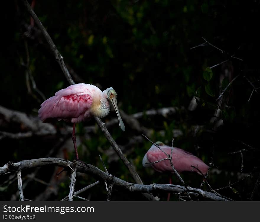 A roseate spoonbil rests on a branch in the everglades