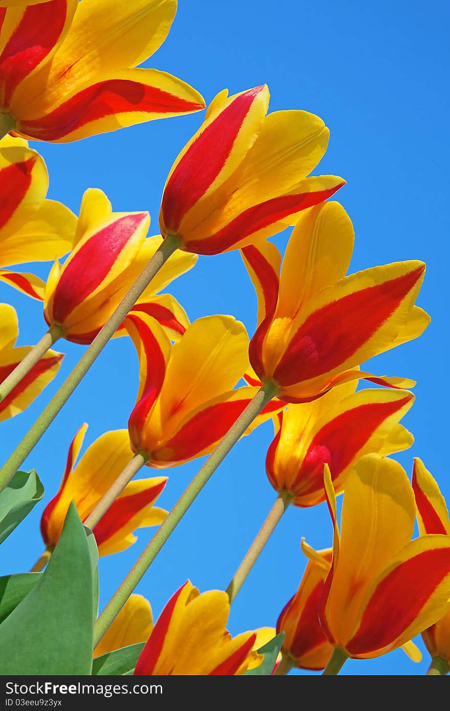 Fresh blooming tulips in the spring garden