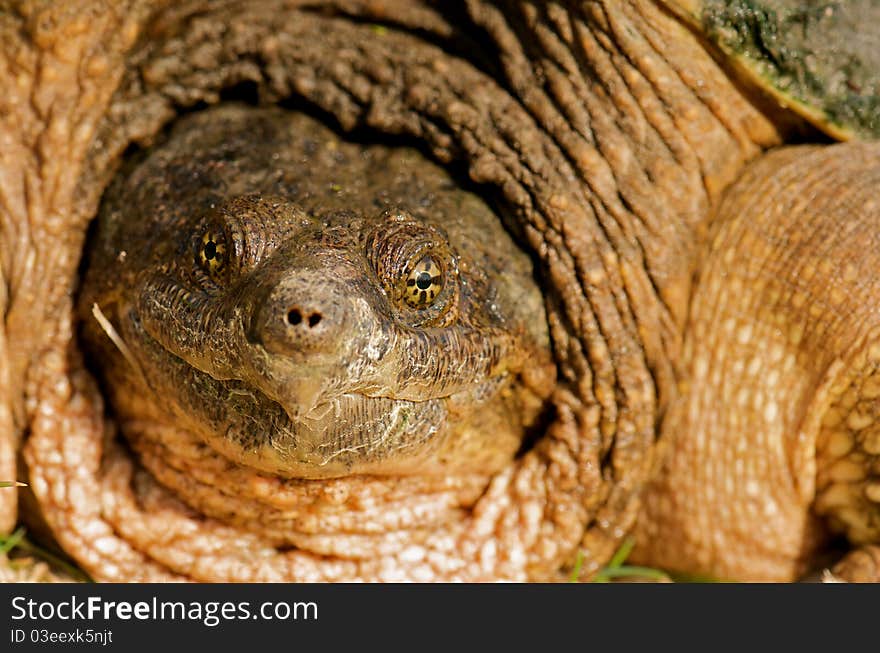 Snapping turtle close up.