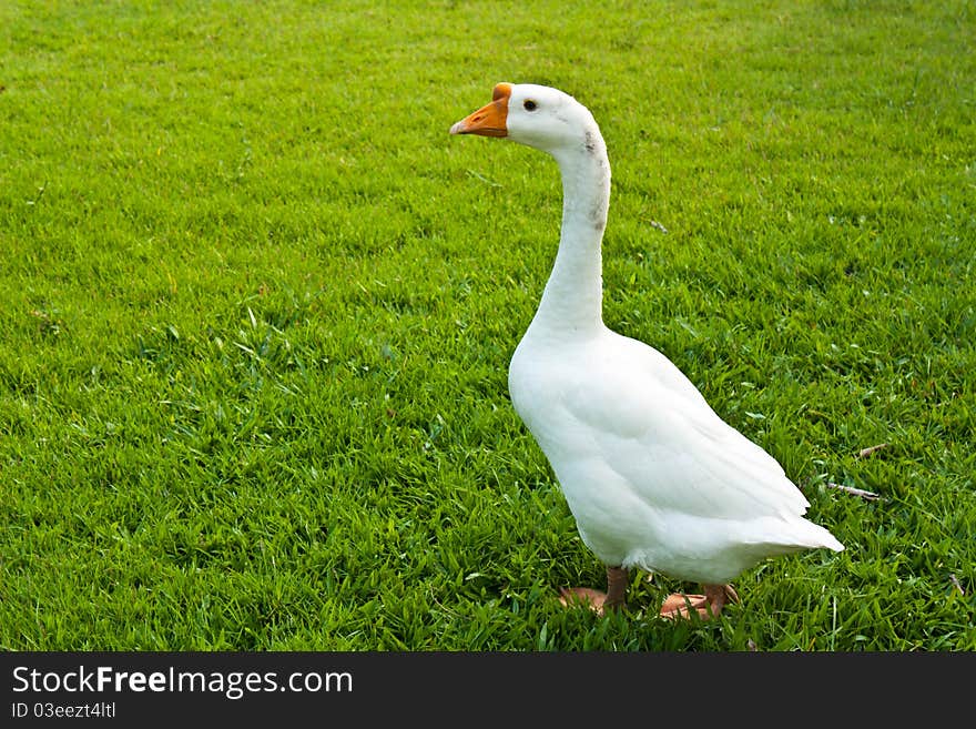 The white geese walking in grass. The white geese walking in grass