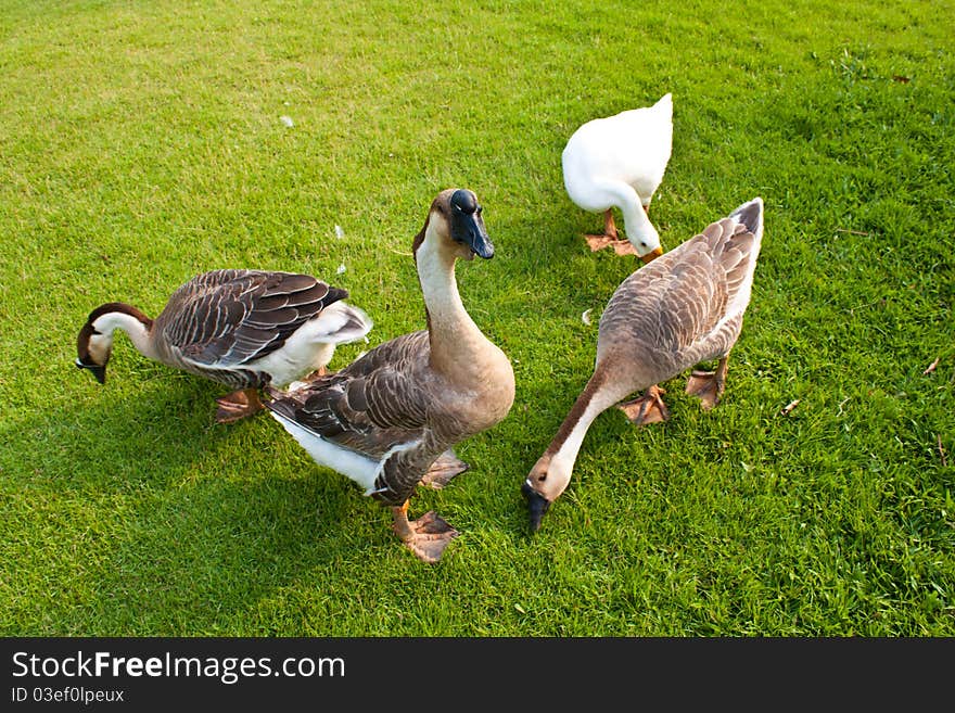 The white geese walking in grass. The white geese walking in grass