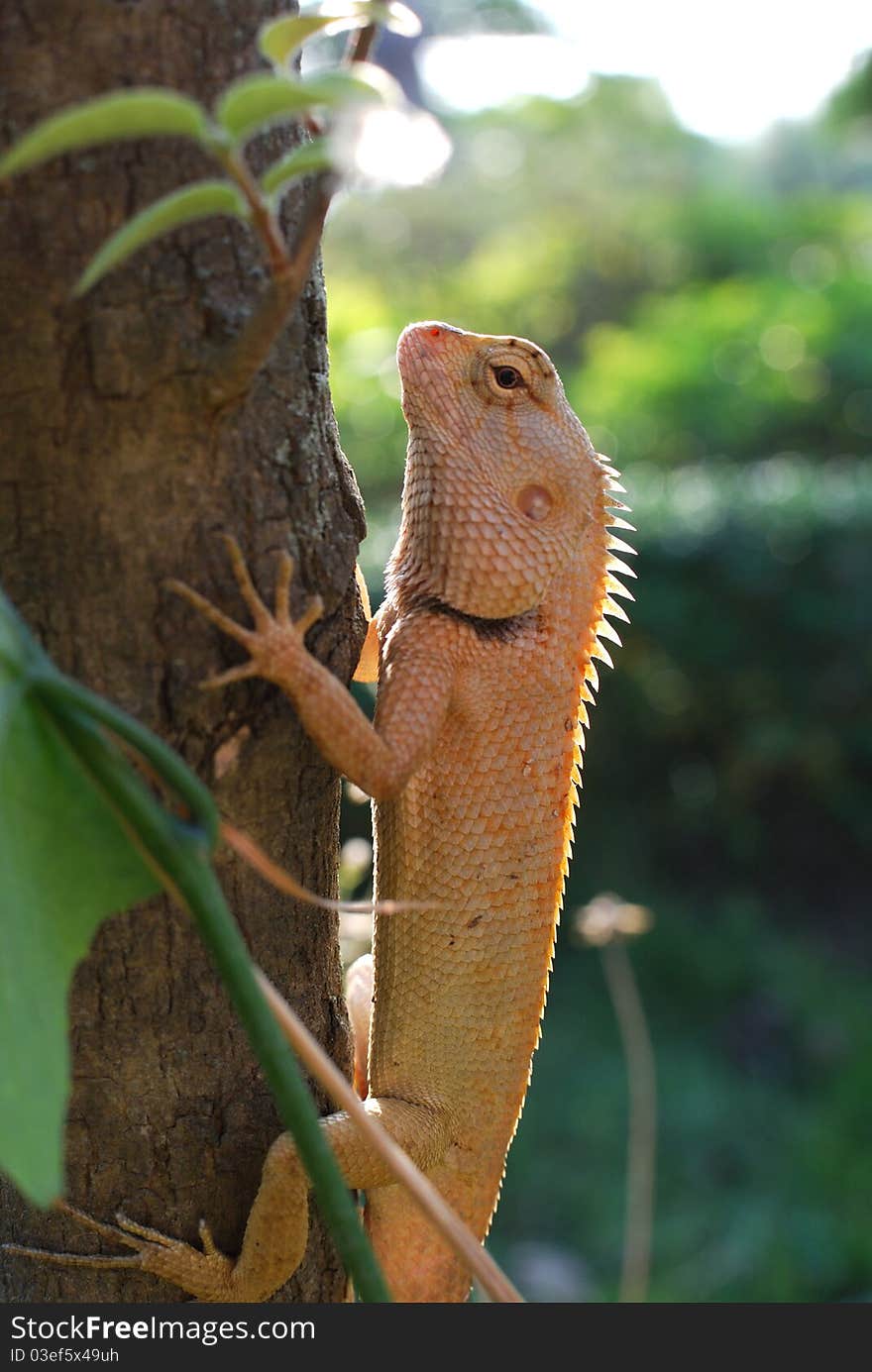 The chameleon catch the tree