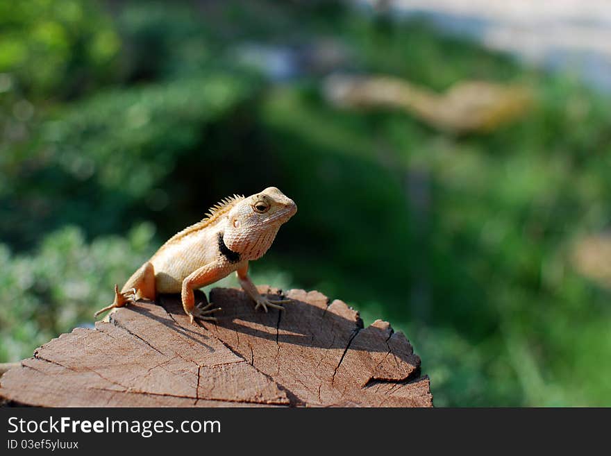 The sunbathe chameleon