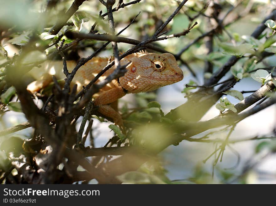 The chameleon in the bush