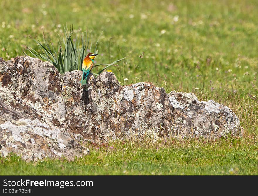 A European Bee-eater (Merops apiaster) has chosen an unusual place to perch: a rock in the middle of a spring meadow. A European Bee-eater (Merops apiaster) has chosen an unusual place to perch: a rock in the middle of a spring meadow.