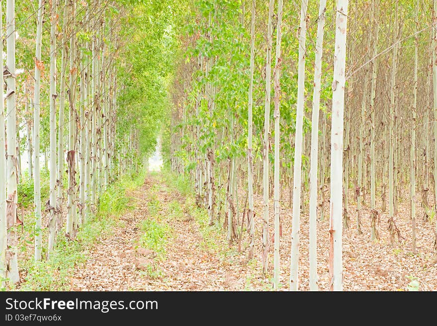 Eucalyptus forest in Thailand