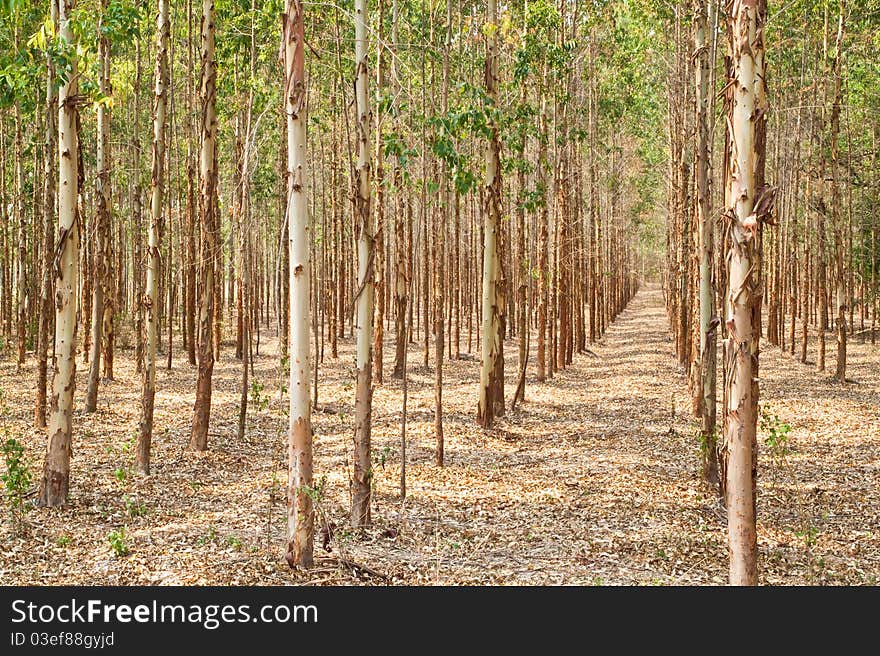 Eucalyptus Forest In Thailand